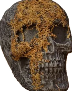 Fun World Jaw Moss Covered Skull><noscript><img width=