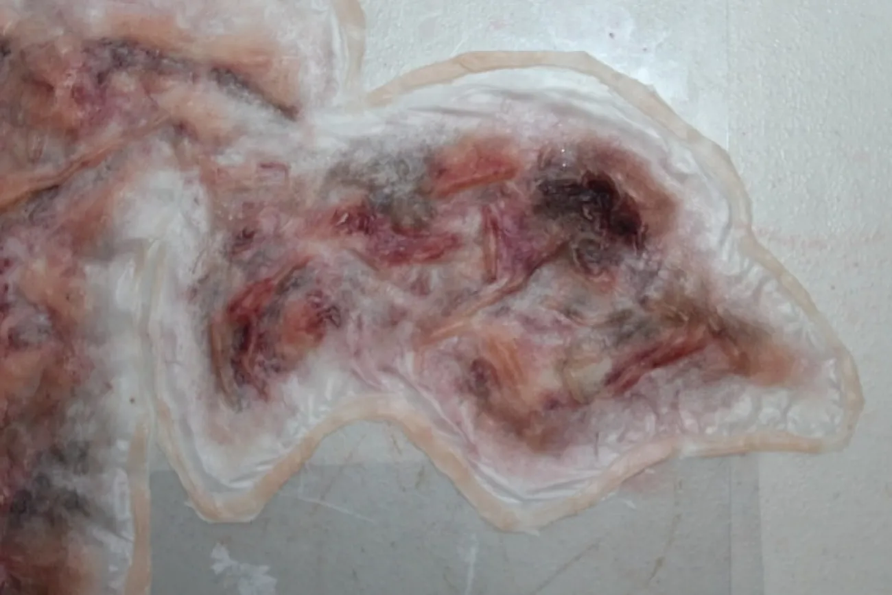 ForensicFX Studios Large Torso Skin Burn Prosthetic> Halloween Accessories