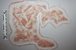 ForensicFX Studios Large Torso Skin Burn Prosthetic><noscript><img width=