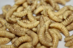 ForensicFX Studios Maggots> Halloween Accessories