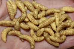 ForensicFX Studios Maggots><noscript><img width=