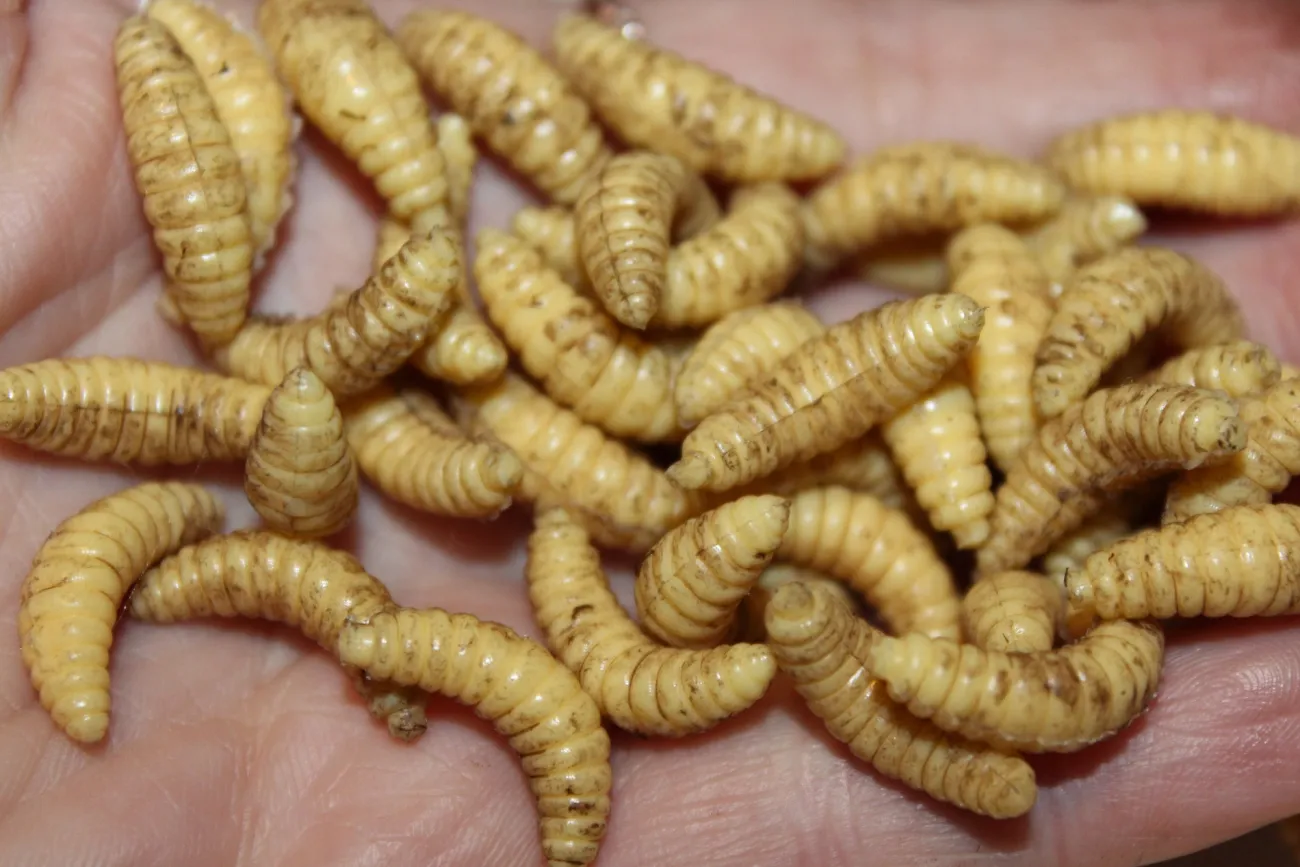 ForensicFX Studios Maggots> Halloween Accessories