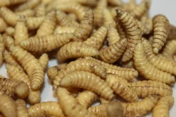 ForensicFX Studios Maggots><noscript><img width=