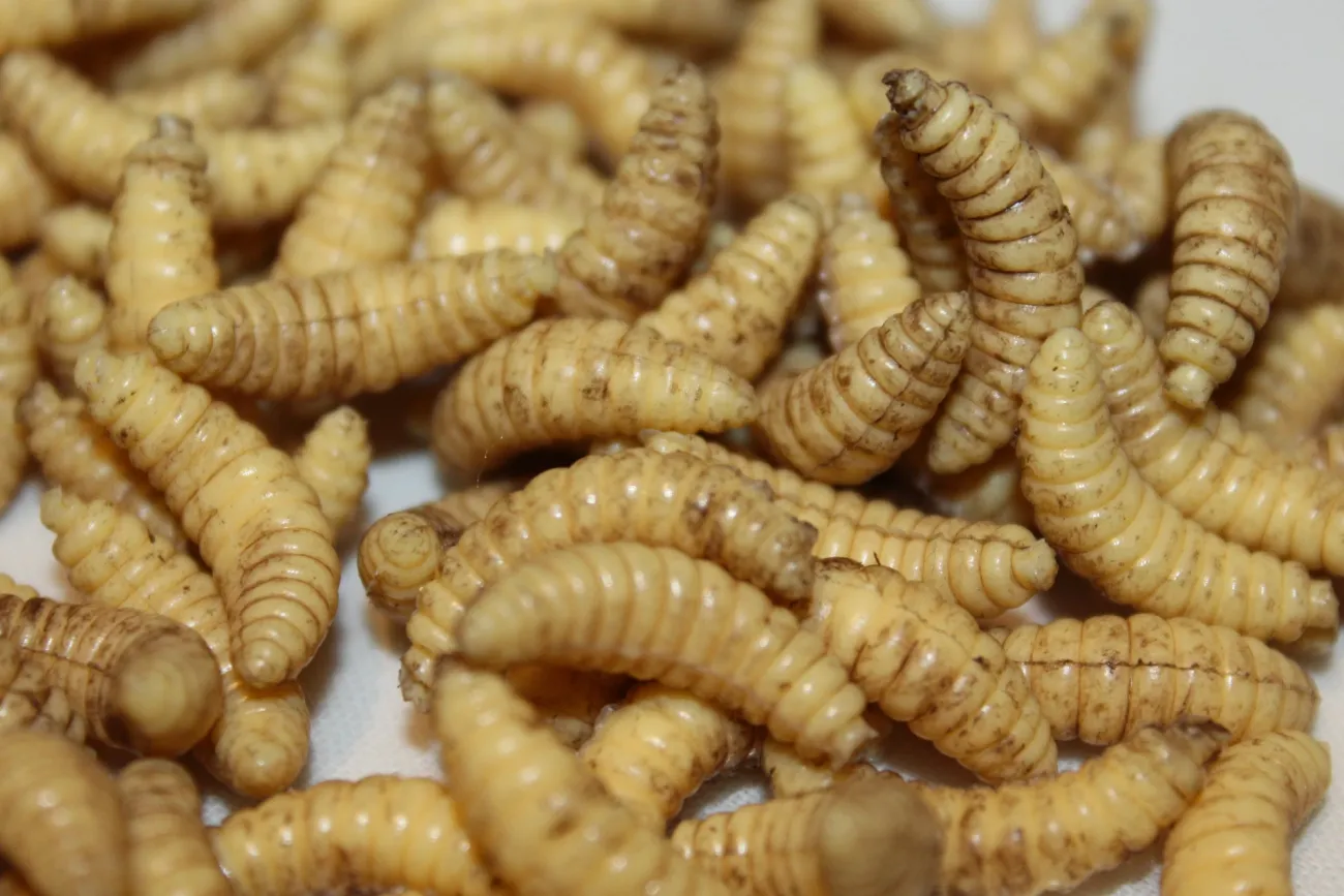 ForensicFX Studios Maggots> Halloween Accessories