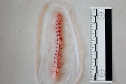 ForensicFX Studios Opened Stitches Prosthetic><noscript><img width=