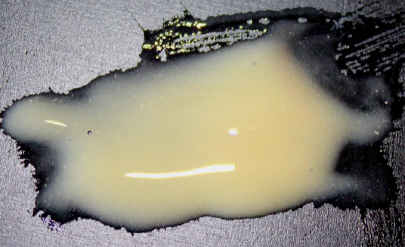 ForensicFX Studios Pus Makeup Effect Gel> Halloween Accessories