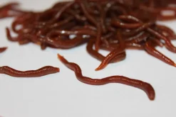 ForensicFX Studios Realistic Worm Prop><noscript><img width=