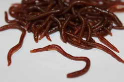 ForensicFX Studios Realistic Worm Prop><noscript><img width=