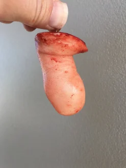 ForensicFX Studios Severed Toe Prop> Halloween Accessories