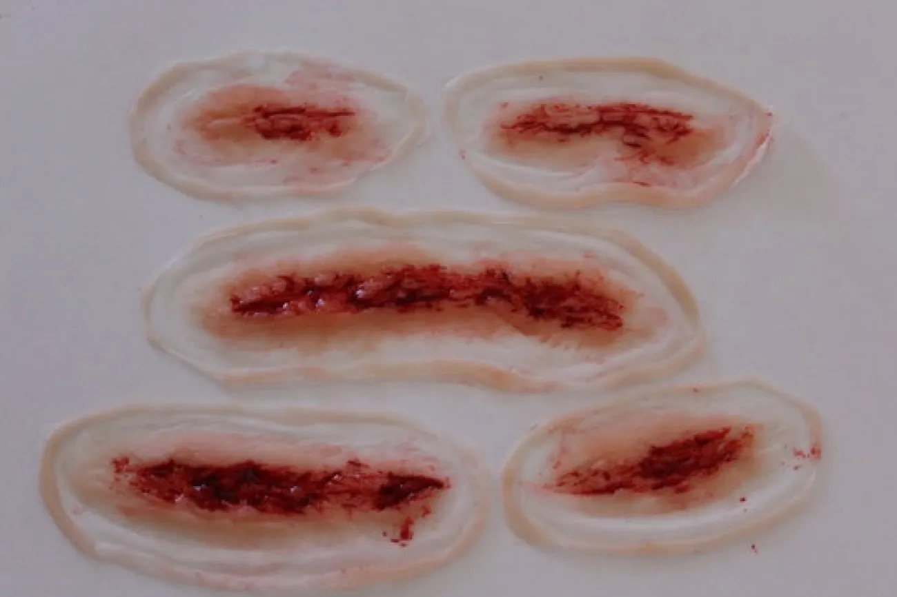 ForensicFX Studios 5X Slashed Cuts Bundle> Halloween Accessories