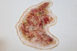 ForensicFX Studios Zombie Face Burn Prosthetic> Halloween Accessories