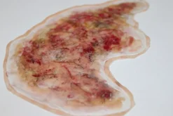 ForensicFX Studios Zombie Face Burn Prosthetic></noscript> Halloween Accessories